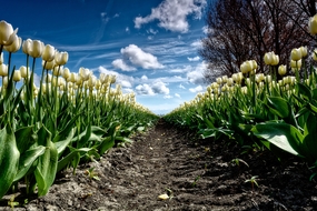 蓝天白云白色郁金香花海图片